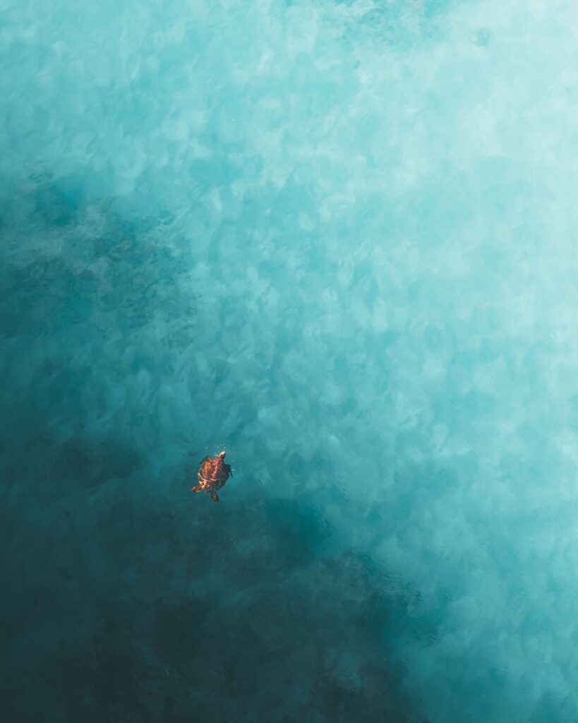 青い海を泳ぐウミガメ